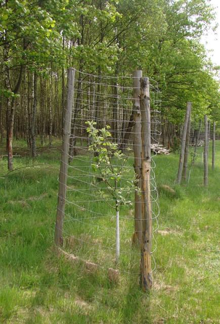 Zadanie 1. Do zabiegów profilaktycznych podnoszących odporność drzewostanu należy wprowadzanie podszytów. usuwanie drzew zasiedlonych. zabezpieczanie repelentem sadzonek.