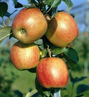 WYNIKI Wpływ aplikacji konsorcjum bakteryjno-mikoryzowego, nawożenia organicznego oraz biowęgla na plon, liczbę owoców i masę 1 owocu zebranych z drzew jabłoni odmiany Ariwa (Sad Doświadczalny IO,