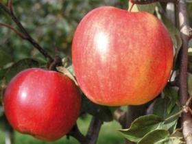 Wpływ aplikacji konsorcjum bakteryjno-mikoryzowego, nawożenia organicznego oraz biowęgla na plon, liczbę owoców zebranych z drzew jabłoni odmiany Ariwa (Sad Doświadczalny IO, Dąbrowice 2016).