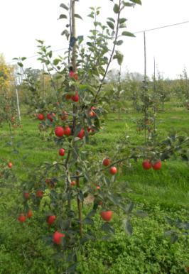 Wpływ aplikacji konsorcjum bakteryjno-mikoryzowego, nawożenia organicznego oraz biowęgla na zawartość makroelementów - N, P, K, Mg i Ca w liściach drzew jabłoni odmiany Ariwa (Sad Doświadczalny IO,