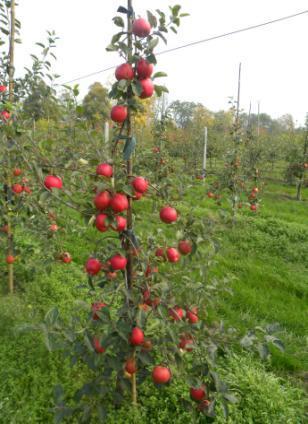 Wpływ aplikacji konsorcjum bakteryjno-mikoryzowego, nawożenia organicznego oraz biowęgla na zawartość mikroelementów B, Cu, Fe Mn i Zn w liściach drzew jabłoni odmiany Ariwa (Sad Doświadczalny IO,