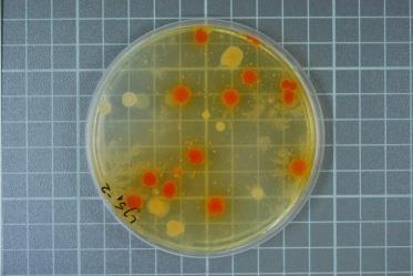 Wpływ aplikacji bioproduktów na populację wybranych grup mikroorganizmów zasiedlających glebę spod drzew jabłoni odmiany Ariwa (Sad Doświadczalny IO, Dąbrowice 2016).