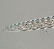 w 250 g gleby Elsanta Elkat Elsanta Elkat Kontrola 0 a 0 a 2 b 0 a Kontrola NPK 0 a 0 a 0 a 0 a Obornik 0 a 0 a 0 a 0 a Micosat 48 g 8 d 0 a 0 a Humus UP 0 a 0 a 14 f 0 a Humus Active + Aktywit PM 0