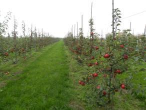 METODYKA BADAŃ Doświadczenia przeprowadzono na roślinach truskawki odmian Elkat i Elsanta oraz jabłoni odmian Ariwa i Topaz w 2016 r. w Sadzie Doświadczalnym w Dąbrowicach.