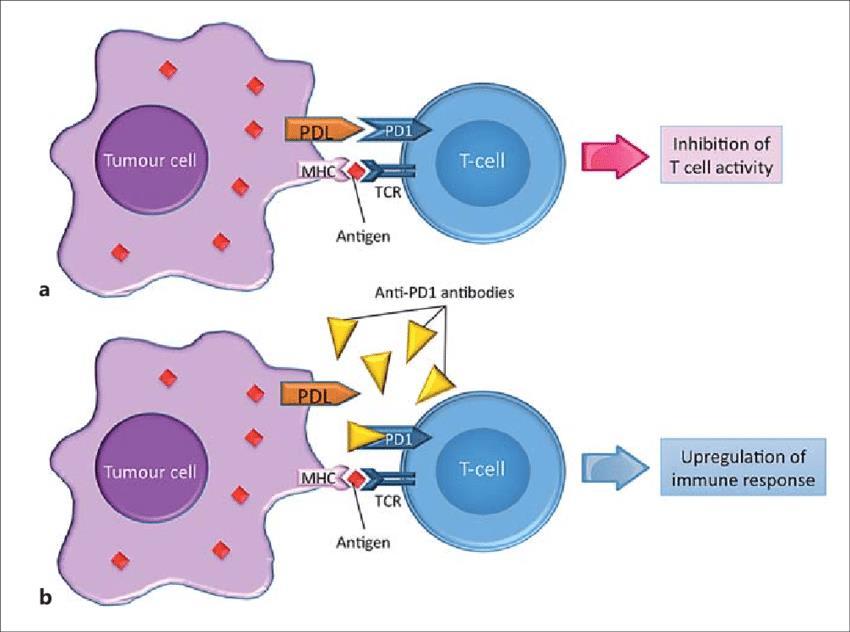 Immunoterapia Rola cząsteczek PD-1 i PD-L1 dotyczy zjawisk zachodzących w obrębie mikrośrodowiska nowotworu.