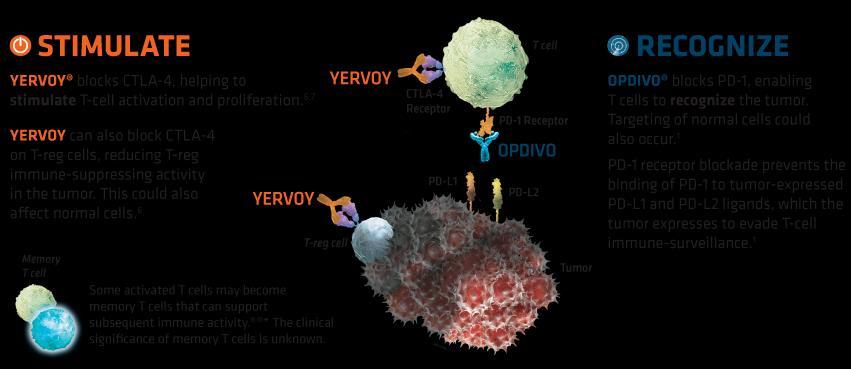 Nivolumab i pembrolizumab Ekspresja PD-1 na TILs wiąże się ze zmniejszoną produkcją cytokin oraz gorszym efektem przeciwnowotworowym Nivolumab oraz pembrolizumab blokują receptor PD-1, dzięki