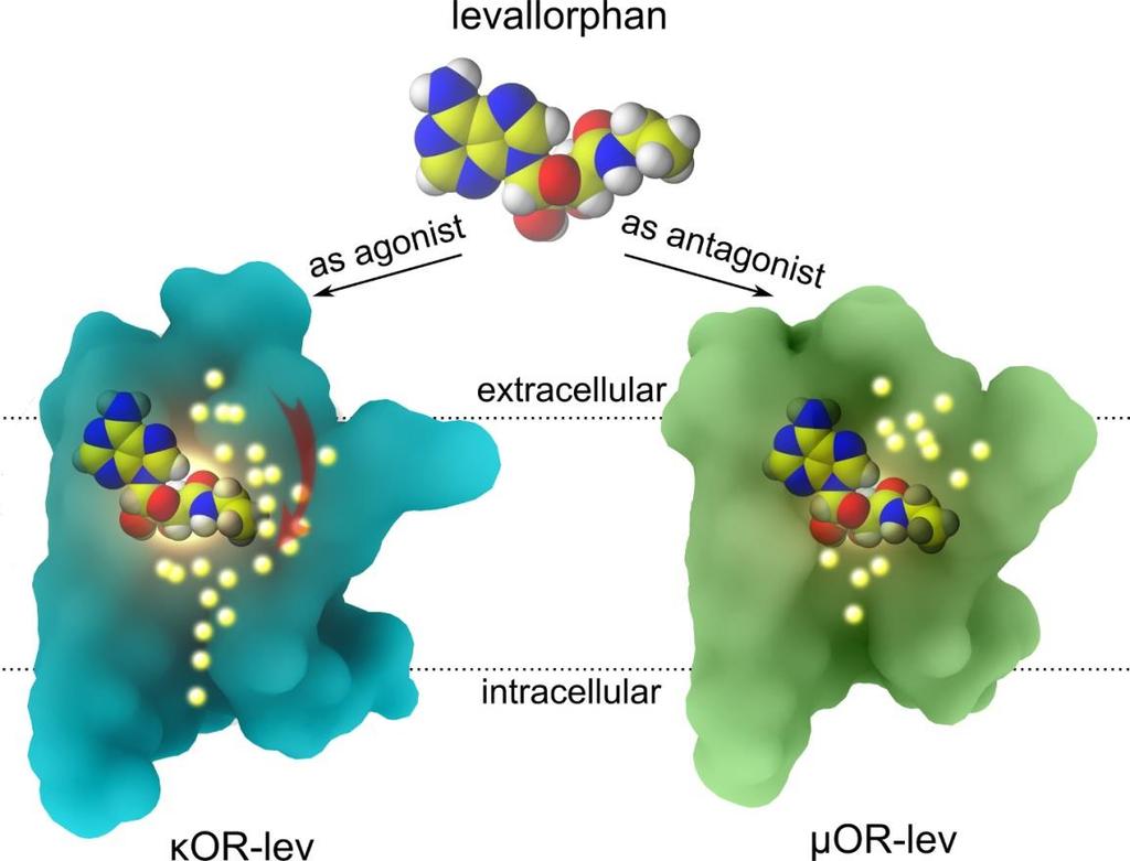 Schemat działania lewalorfanu w receptorach opioidowych κor i μor Działanie przeciwbólowe, ale także jako odtrutka na przedawkowanie morfiny