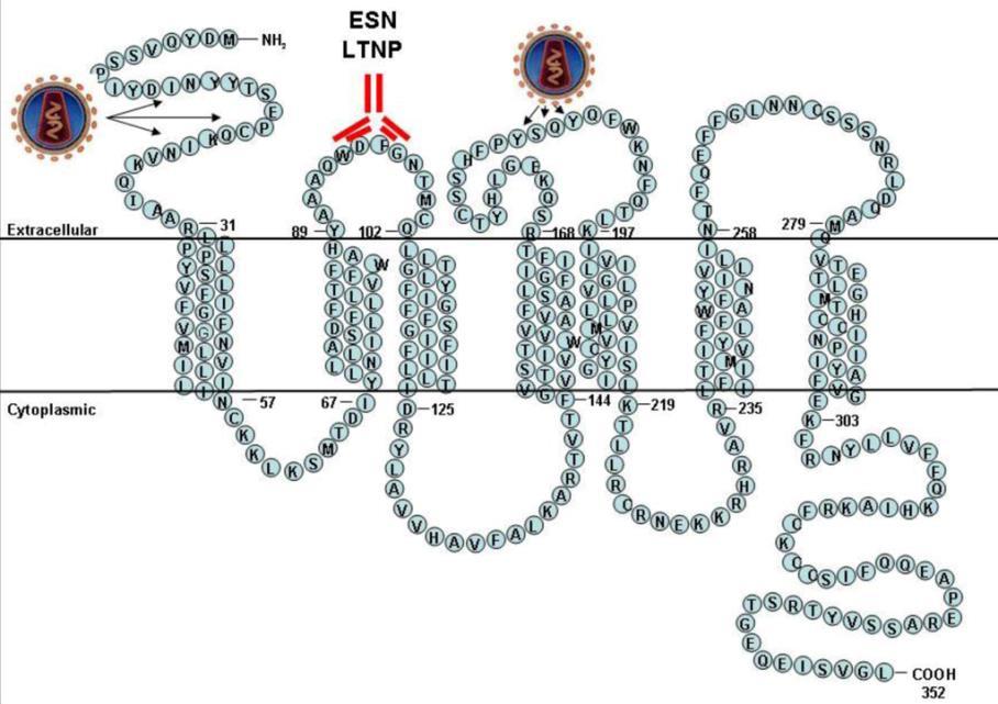 32 w ECL2 chroni przed HIV (receptor