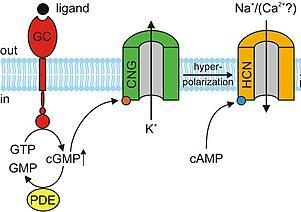 adenylanowa (AC): camp Cyklaza guanylanowa (GC): cgmp