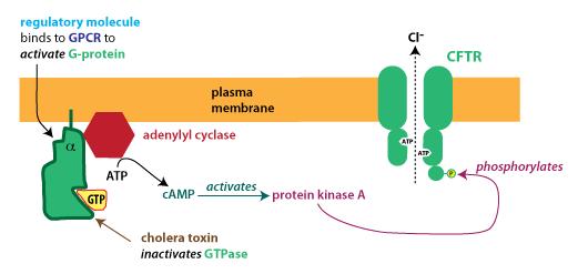 gated HCN - Hyperpolarization-activated cyclic nucleotide