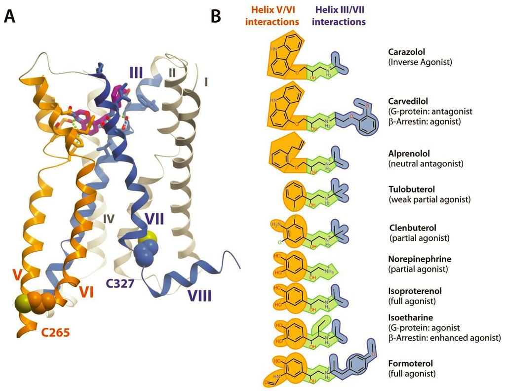 Liu (Wüthrich) et al, Science 2012