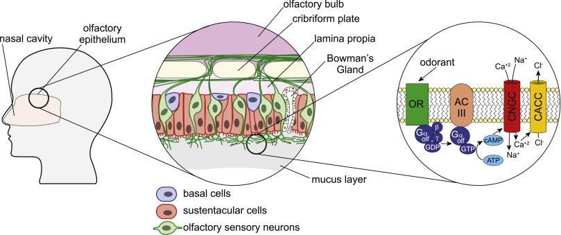 Mechanizm węchu i receptory węchowe OR olfactory receptor AC adenylyl cyclase CNGC cyclic