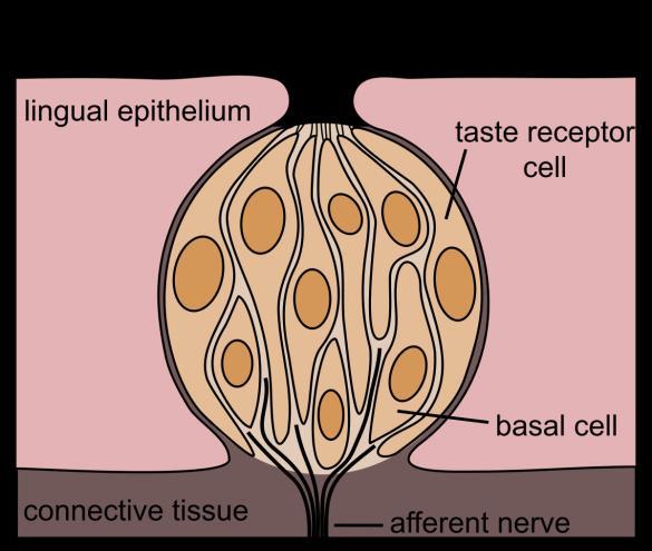 GPCR: