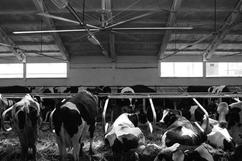 Wentylatory i zamgławiacze powietrza w oborach 309 Materiał i metody Prace badawcze wykonano na 235 krowach dojnych rasy polskiej holsztyńsko-fryzyjskiej odmiany czarno-białej, utrzymywanych w trzech
