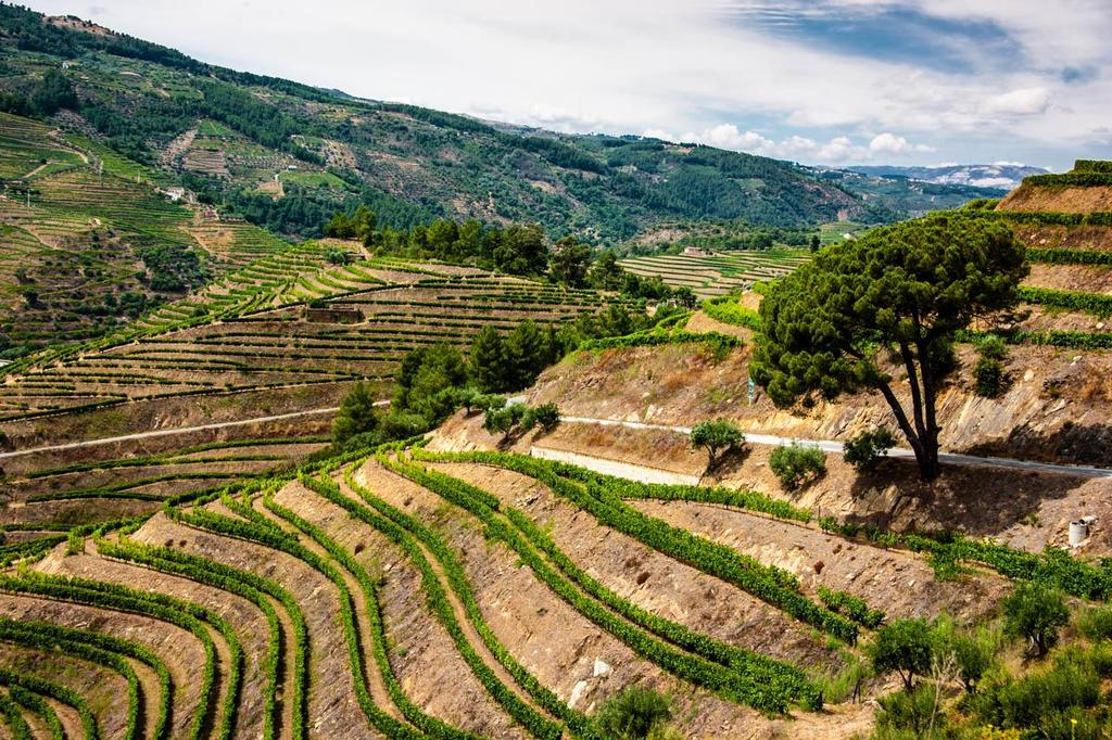 DZIEŃ 4 Rano wsiadamy na statek do doliny Douro, wpisanej na listę Światowego Dziedzictwa UNESCO.