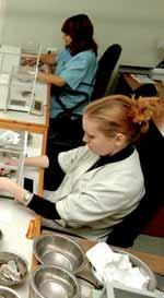 Diamenty o masie powyżej 10,80 karata są klasyfikowane jako duże lub specjalne kamienie, a każdy z nich jest indywidualnie ważony i oceniany przez eksperta.