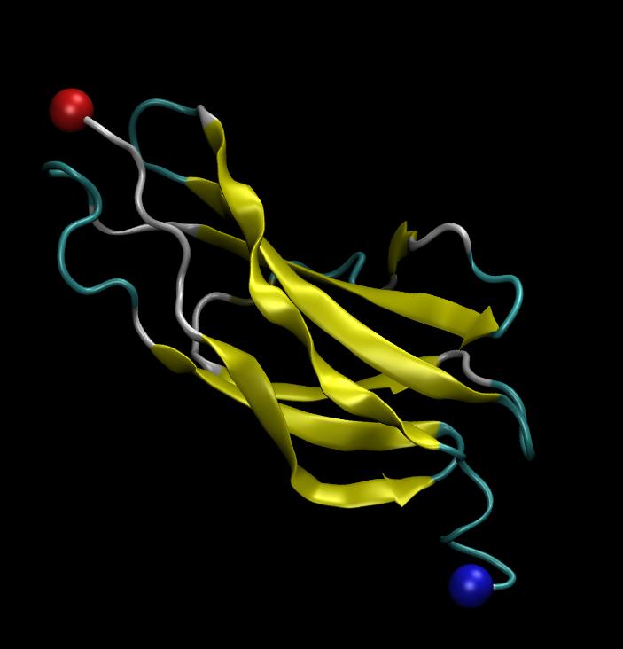Ćwiczenie 3 Niewielkie białko Rys 3: Konektyna, białko mięśni poprzecznie prążkowanych kręgowców, składa się głównie z betakartek (żółte fragmenty).