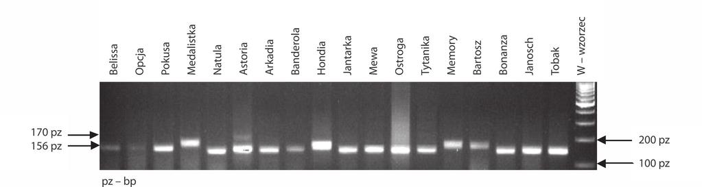 Progress in Plant Protection 58 (3) 2018 Wyniki i dyskusja / Results and discussion W przypadku markera Xwmc261 genu Lr11 specyficznego produktu o długości 110 pz nie stwierdzono w odmianach: