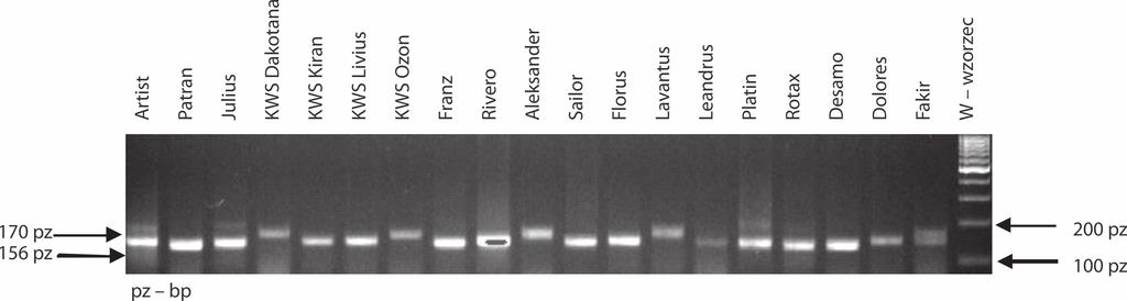 Marker Xwmc24 genu Lr11 dający produkt amplifikacji świadczący o obecności genu o długości 152 pz pojawił się u następujących odmian: Pokusa, Medalistka, Natula, Astoria, Arkadia, Banderola, Hondia,