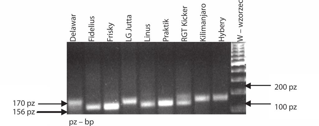 184 Molecular markers to identify the genes Lr / Markery molekularne w identyfikacji genów Lr Rys. 3. Elektroforogram przedstawiający występowanie markera Xwmc764 genu Lr16 u odmian pszenicy Fig. 3. Electropherogram showing the presence of a marker Xwmc764 gene Lr16 in wheat cultivars Tabela 1.