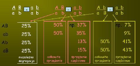 GENY SPRZĘŻONEcrossing over rekomincję genetyczną oserwujemy wtedy, gdy wśród genotypów potomstw znjdą się genotypy inne niż rodziców - przykłdem rekomincji jest krzyżówk x dje x gmety zrekominowne