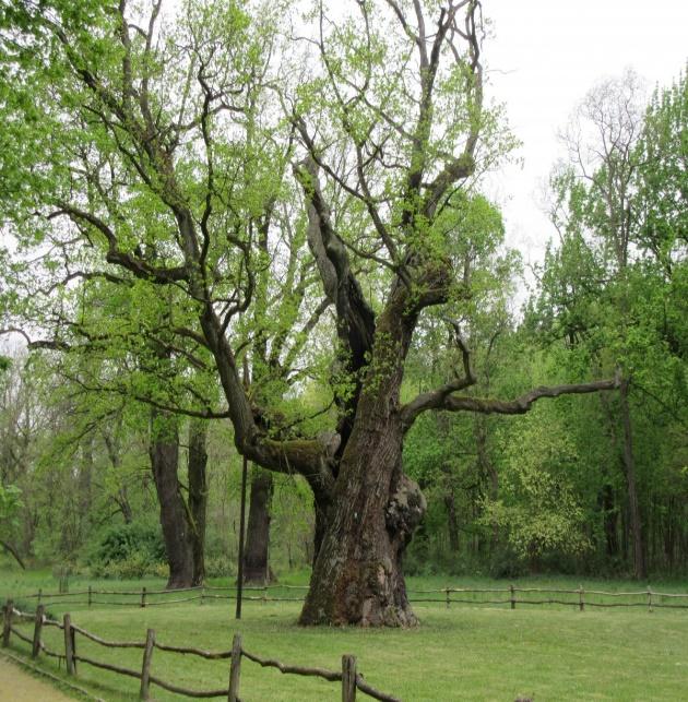 Kto wie może i my możemy ja usłyszeć. PROGRAM: Zwiedzanie Rogalińskiego Pałacu z Powozownią. Spacer po Parku: park francuski i angielski, Słodki piknik w parku. Zabawy integracyjne.