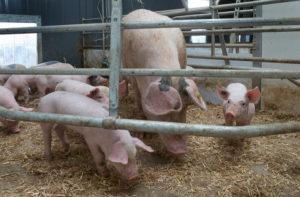 Z czynników środowiskowych mających wpływ na apetyt świń bardzo ważną rolę odgrywa temperatura otoczenia. Zarówno stres cieplny, jak i stres zimna mają wpływ na żerność trzody chlewnej.