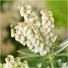 Dane aktualne na dzień: 15-08-2019 16:06 Link do produktu: http://www.goldplants.eu/pieris-japonski-debutante-k204-p-735.