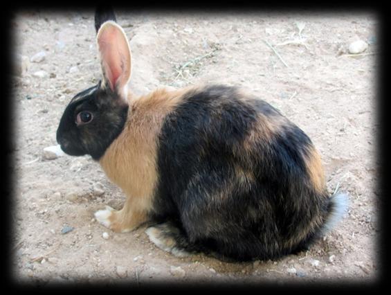 Rasa American fuzzy lop, waży 1,8