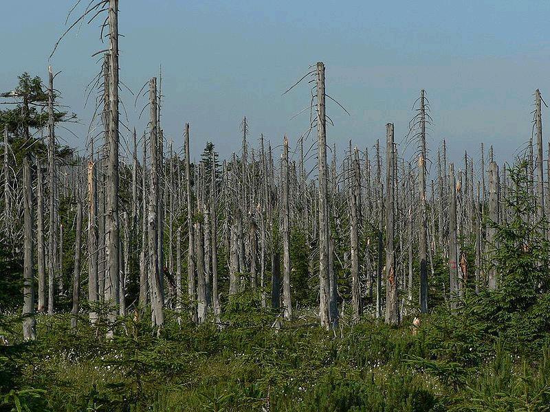 KWAŚNE DESZCZE 20 Lasy są poważnie zagrożone przez kwaśne opady Drzewa mogą tracić liscie lub igły, co powoduje nadmierne parowanie wody i zakłócenia w procesie fotosyntezy - skutkiem czego zmniejsza