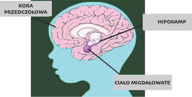 Zmiany w mózgu wynikające z doświadczenia traumy: Upośledzenie podstawowej funkcji ciała migdałowatego czyli adekwatnego uruchamiania reakcji alarmowej organizmu w odpowiedzi na niebezpieczeństwo.