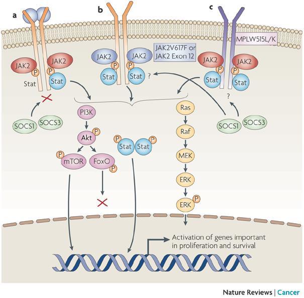 Szlaki JAK-STAT odgrywają rolę w ograniczaniu aktywności limfocytów T, neutrofili i makrofagów poprzez białka supresorowe białek cytokin sygnałowych (suppressor of cytokine signaling Socs).
