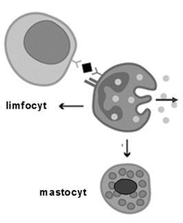 zabijanie larw pasożytów (poprzez wydzielanie zawartości ziarn) współpraca z mastocytami i