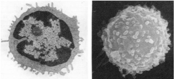 duże kuliste jądro ubogie organelle Monocyty migrują do tkanek, gdzie przekształcają się