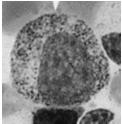 erytropoezy) proerytroblast rybosomy