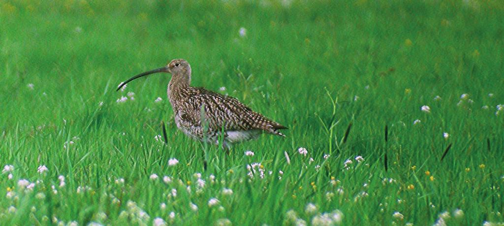 Chrońmy Przyr. Ojcz. rocznik 69, zeszyt 5, 2013 Ryc. 9. Rycyk Limosa limosa (Okołowice, 21.05.2013 r.; fot. G. Kaczorowski) Fig. 9. Black-tailed Godwit Limosa limosa (Okołowice; 21 May, 2013; photo by G.