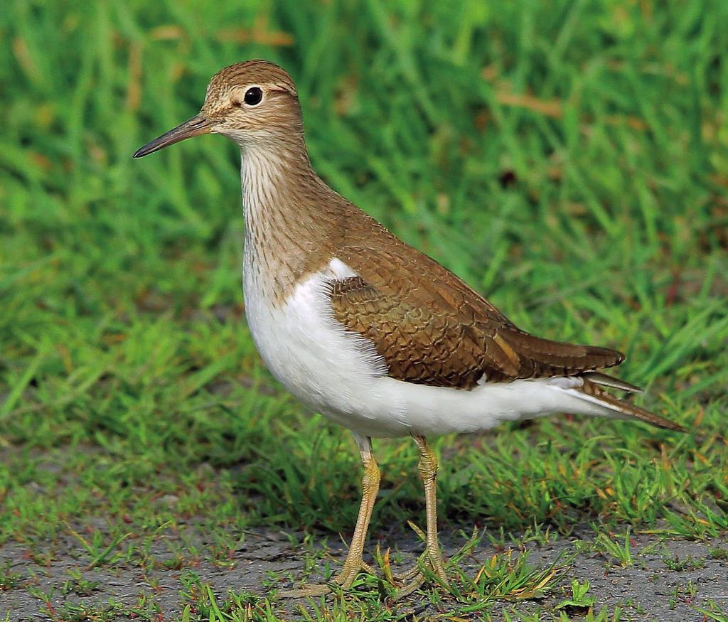 G. Kaczorowski i S. Czyż Awifauna doliny Górnej Pilicy w latach 2000 2010 Ryc. 11. Brodziec piskliwy Ac s hypoleucos (Okołowice, 27.04.2013 r.; fot. G. Kaczorowki) Fig. 11. Common Sandpiper Ac s hypoleucos (Okołowice; 27 April, 2013; photo by G.