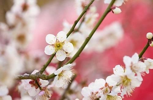 - Śliwa domowa (Prunus domestica). Jej wcześniejsze odmiany zbierane są gdy tylko osiągną dojrzałość.