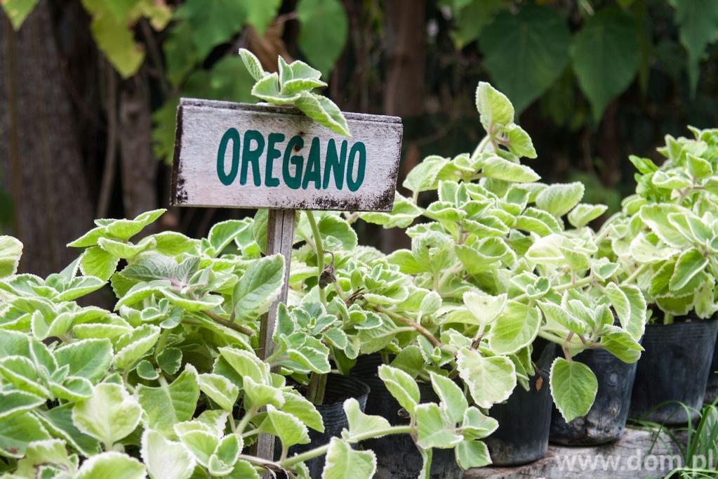 Oregano. Uprawa w domu i w ogrodzie Oregano to bardzo aromatyczne zioło, niezbędne we włoskiej kuchni.