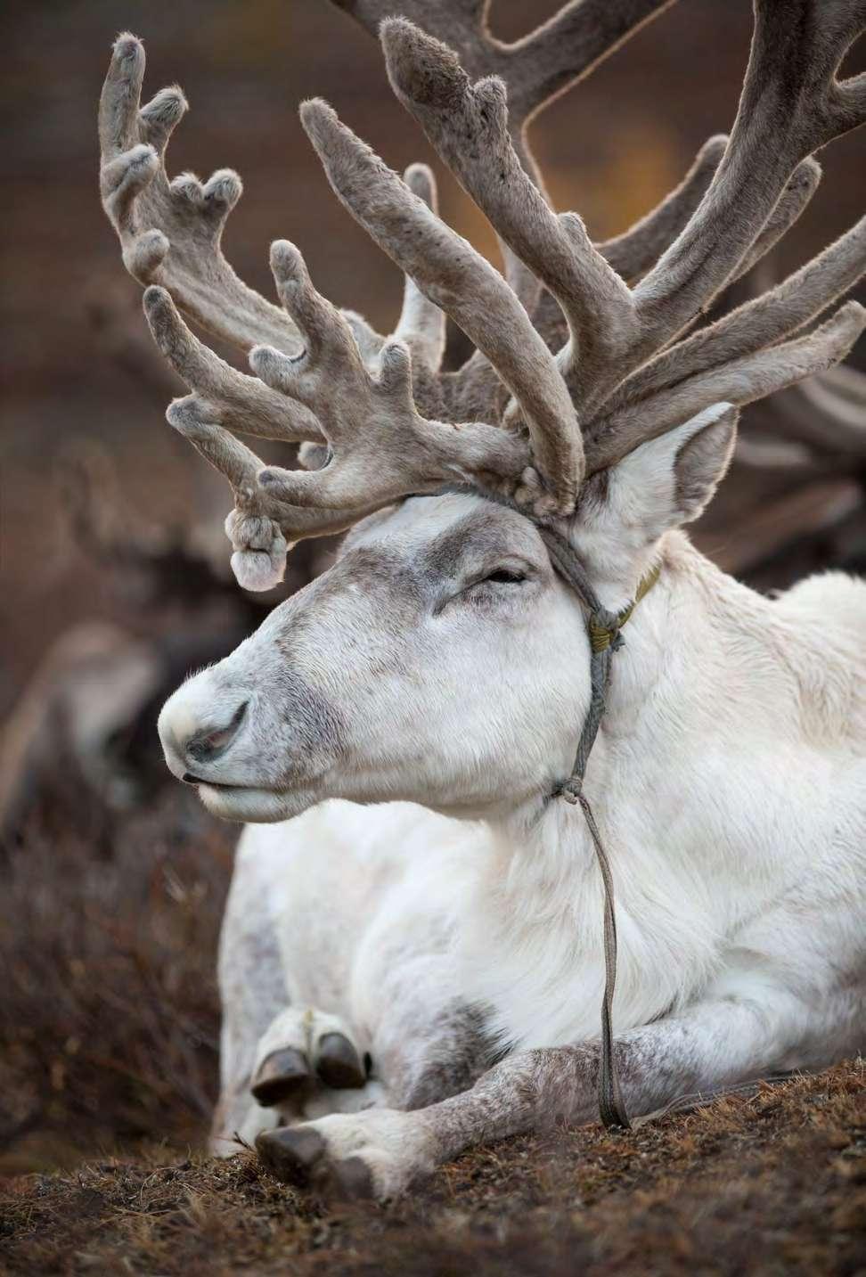 Jednak, jako że jest to święto państwowe zawody i mniejsze festiwale odbywają się w całej Mongolii.