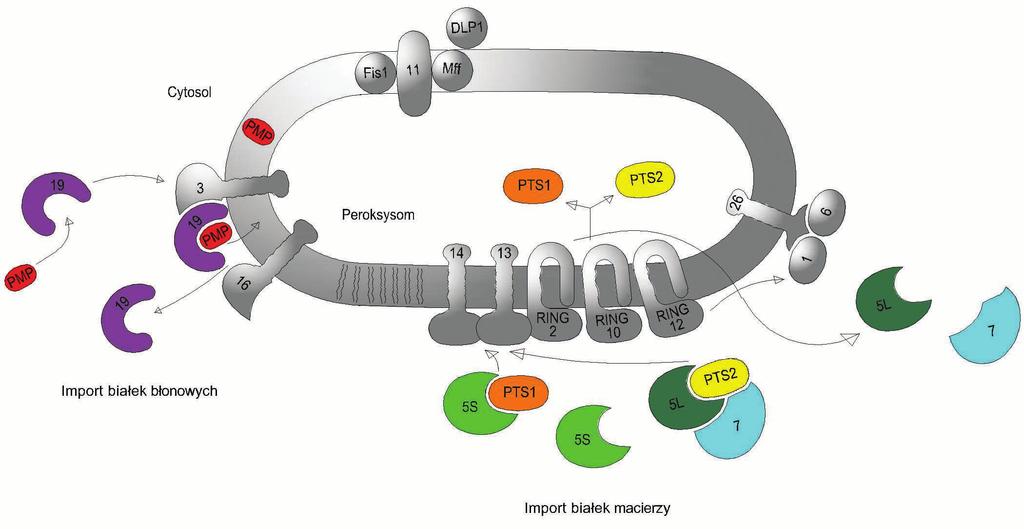 Rycina 1. Schemat modelu importu białek błonowych i białek macierzy w peroksysomie. Objaśnienia w tekście. Struktura peroksysomu u ssaków oparta jest o 16 genów PEX.