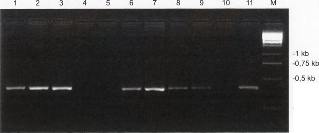 proky), M - marker wielkości. będącym potomstwem odpornych roślin transgenicznych pokolenia T3, 83,5% populacji zawierało transgen (rys. 1).