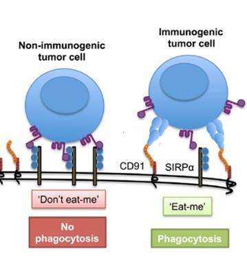 Rola kalretikuliny w indukcji odpowiedzi immunologicznej u chorych poddawanych immunoterapii Ekspresja cząsteczek związanych z uszkodzeniem komórki CRT Rozpoznanie antygenów komórki