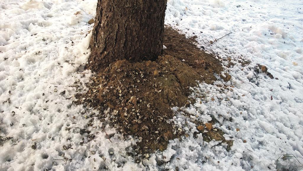 Fot. 1. Wysiadująca samica sierpówki na osiedlu w Bytomiu-Miechowicach, styczeń 2018 r. (fot. S. Beuch) Photo 1.