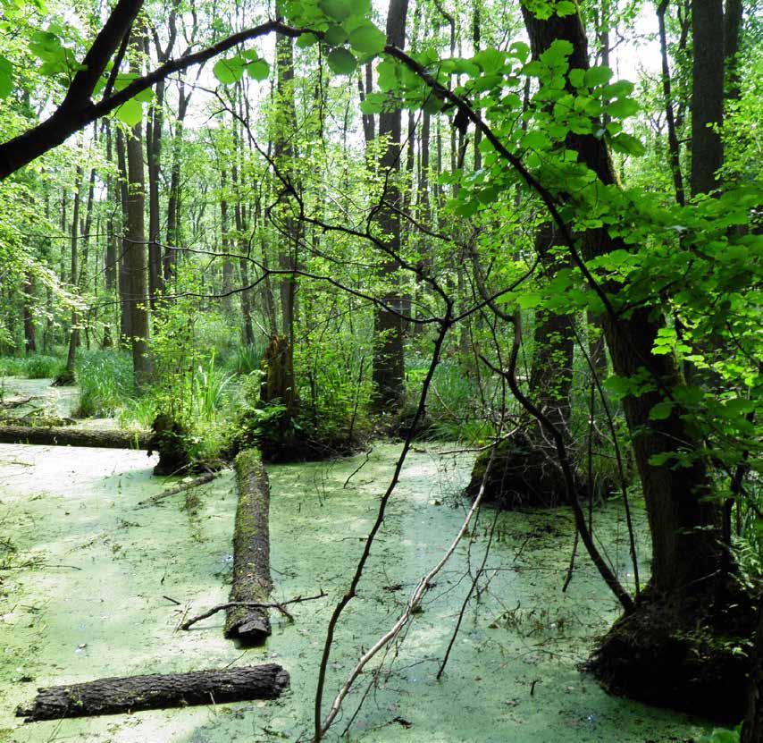 SKĄD TAKI PROJEKT? Niedobory wody mają negatywny wpływ na bagienne lasy: olsy i łęgi, a także warunki życia związanych z nimi roślin i zwierząt.