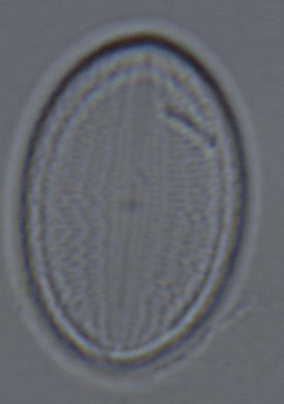 circulare i Amphora ovalis.