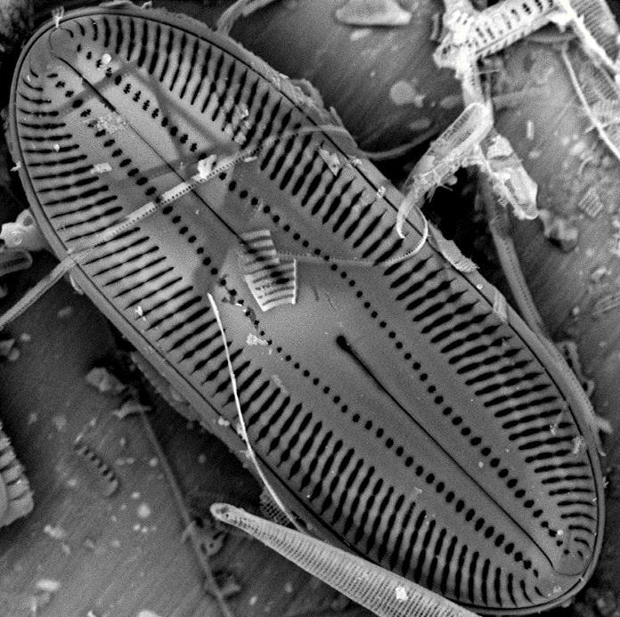 notowane: Navicula striolata (Grunow)