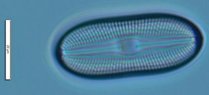 (słabo)eutroficzne (Van Dam et al.