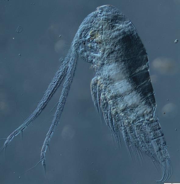Copepoda (widłonogi) Cladocera (wioślarki) Zooplankton