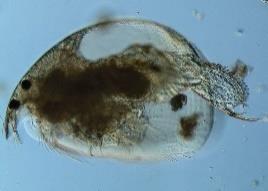 wodami podziemnymi CLADOCERA (10)